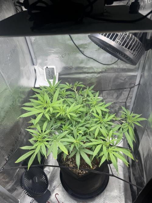 LSD Zamnesia Organic Grow. Week 12