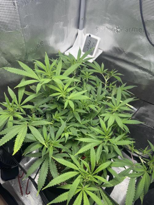 LSD Zamnesia Organic Grow. Week 12 - I’ve been able to extend some branches to the corners of the canopy. 