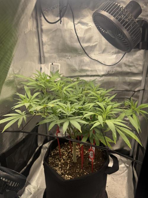 LSD Zamnesia Organic Grow. Week 12