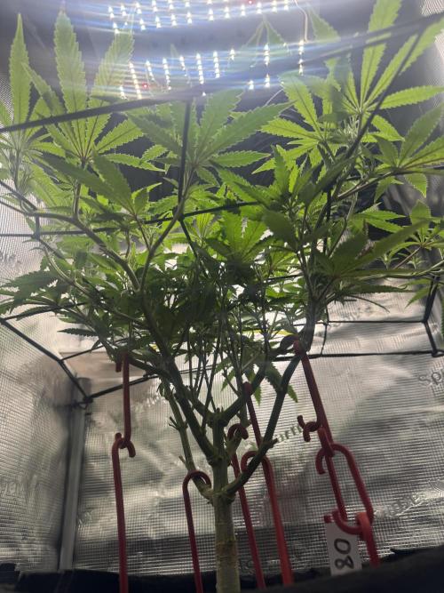 LSD Zamnesia Organic Grow. Week 12 - Clean underside, airflow from a small fan underneath 