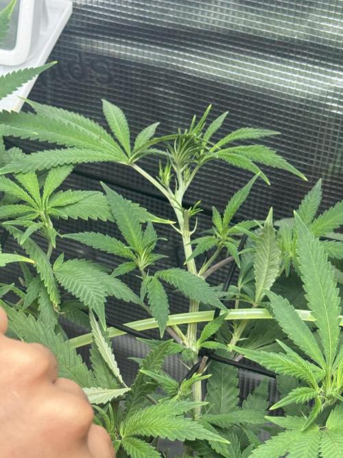 LSD . Week 12