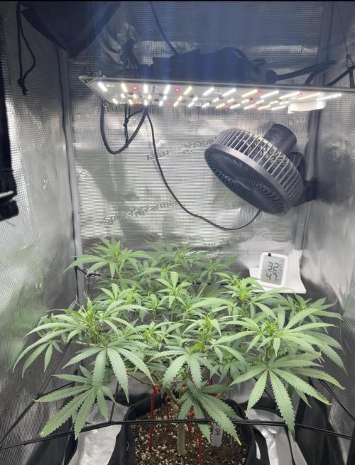 LSD Zamnesia Organic Grow. Week 13
