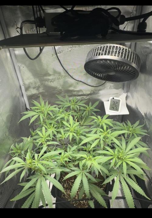 LSD Zamnesia Organic Grow. Week 13