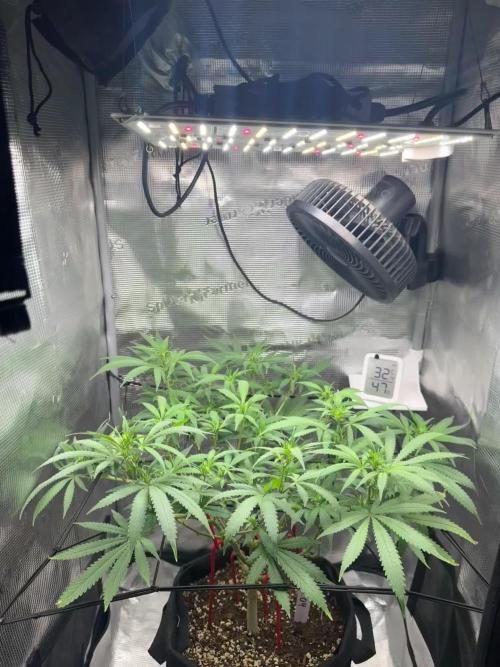 LSD Zamnesia Organic Grow