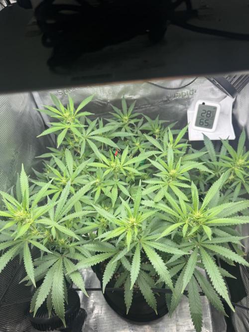 LSD Zamnesia Organic Grow. Week 14