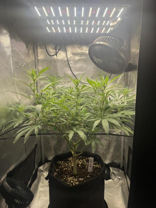 LSD Zamnesia Organic Grow. Week 14