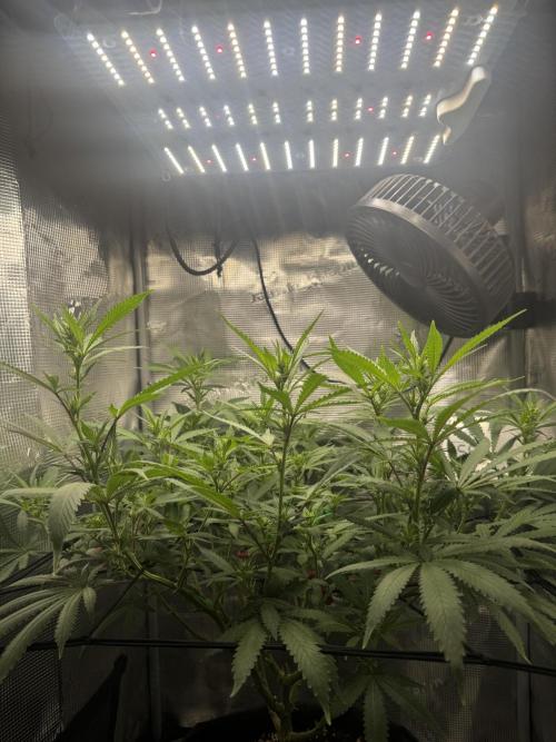LSD Zamnesia Organic Grow. Week 14