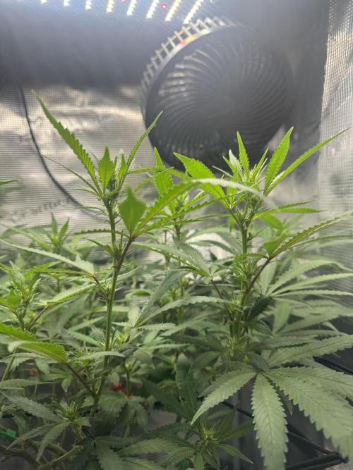 LSD Zamnesia Organic Grow. Week 14