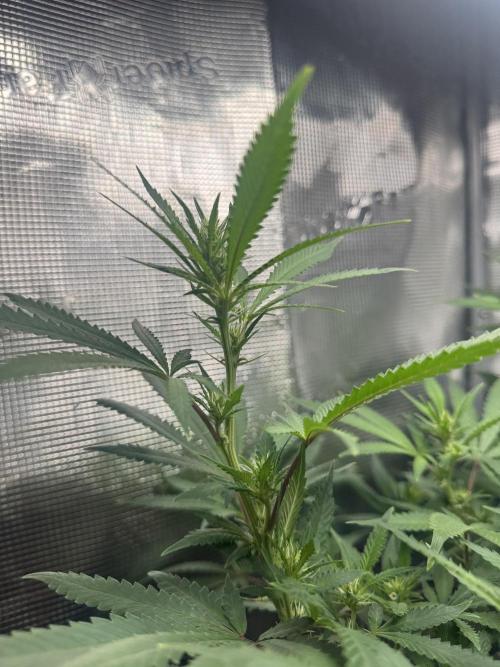 LSD Zamnesia Organic Grow. Week 14