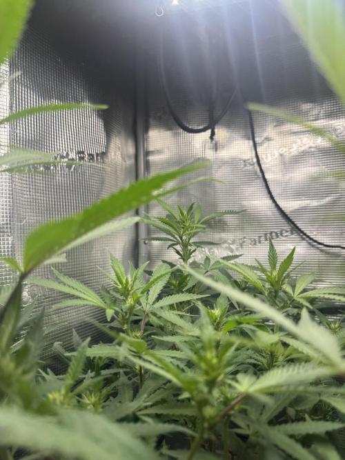 LSD Zamnesia Organic Grow. Week 14