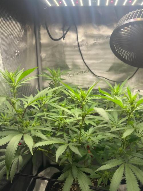 LSD Zamnesia Organic Grow