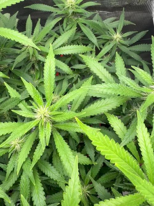 LSD Zamnesia Organic Grow