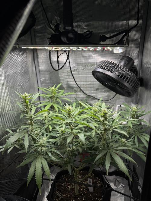 LSD Zamnesia Organic Grow. Week 15