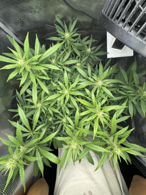 LSD Zamnesia Organic Grow. Week 15
