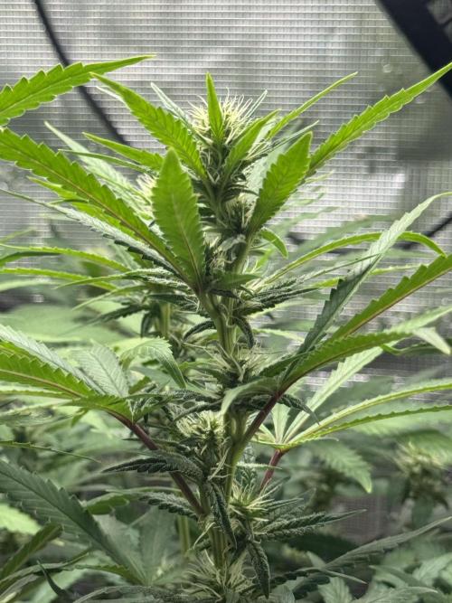 LSD Zamnesia Organic Grow. Week 15