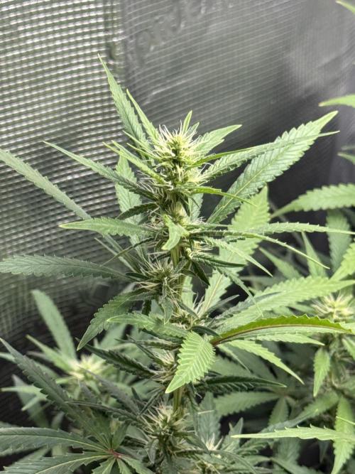 LSD . Week 15