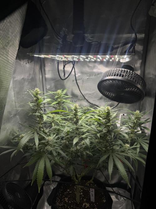 LSD Zamnesia Organic Grow. Week 16