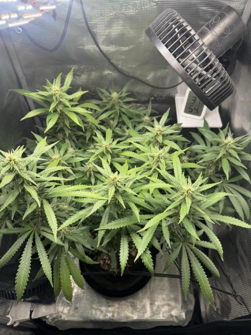 LSD Zamnesia Organic Grow. Week 16