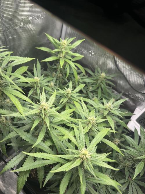 LSD Zamnesia Organic Grow. Week 16