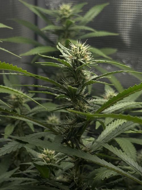 LSD Zamnesia Organic Grow. Week 16