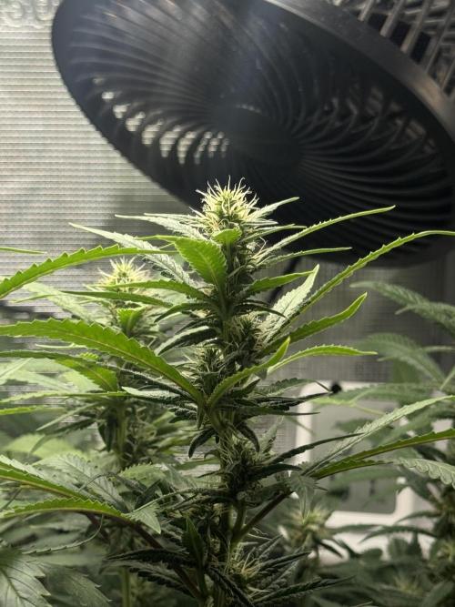 LSD Zamnesia Organic Grow. Week 16