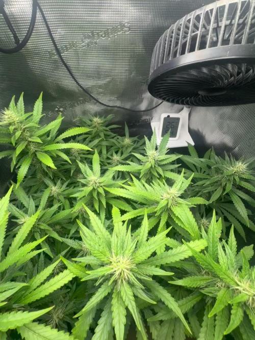 LSD Zamnesia Organic Grow