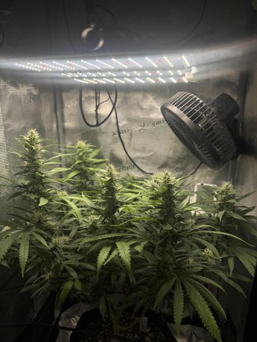 LSD Zamnesia Organic Grow. Week 17