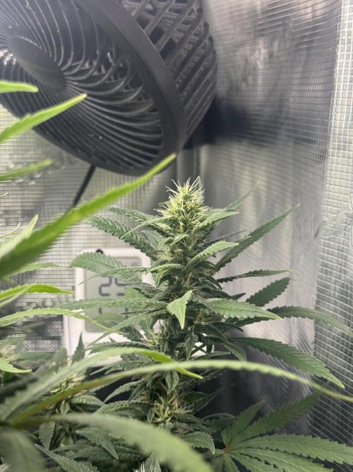 LSD Zamnesia Organic Grow. Week 17