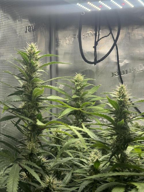 LSD Zamnesia Organic Grow. Week 17