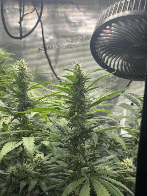 LSD Zamnesia Organic Grow. Week 17