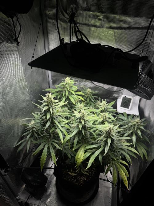 LSD Zamnesia Organic Grow. Week 18