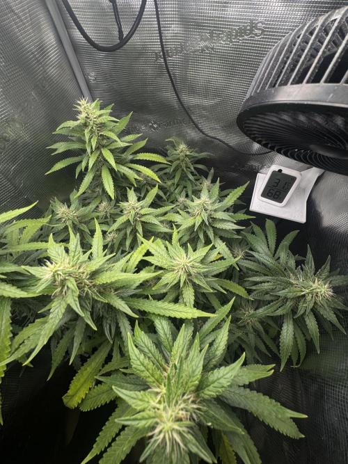 LSD Zamnesia Organic Grow. Week 18