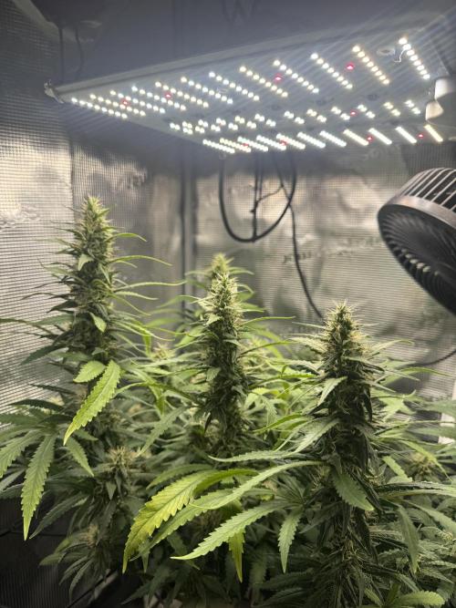 LSD Zamnesia Organic Grow. Week 18