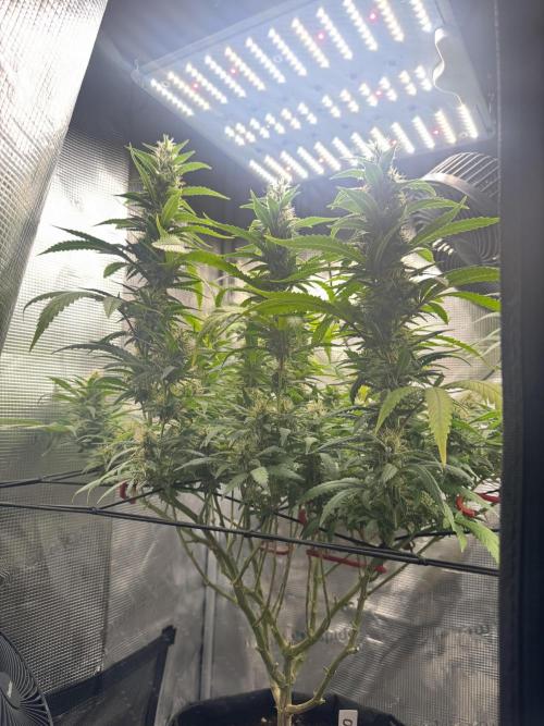 LSD Zamnesia Organic Grow. Week 18