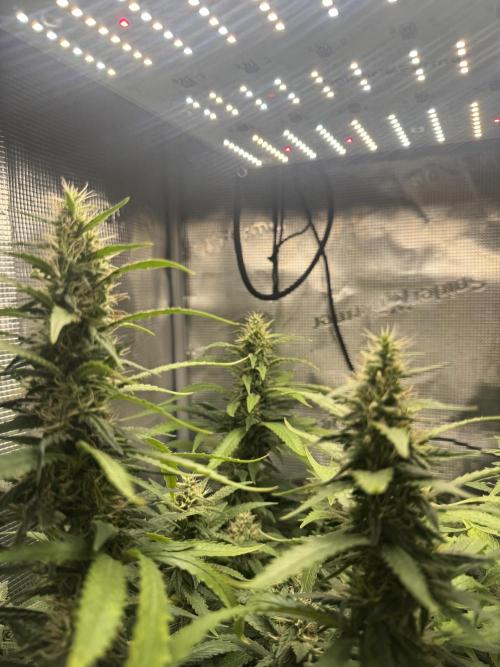 LSD Zamnesia Organic Grow. Week 18