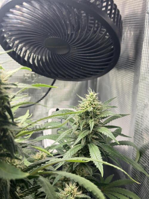 LSD Zamnesia Organic Grow. Week 18