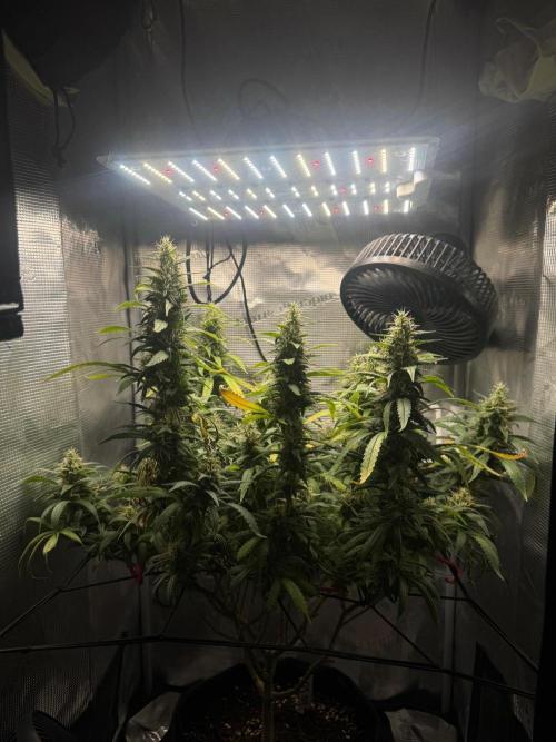 LSD Zamnesia Organic Grow. Week 19