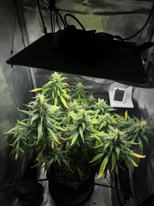LSD Zamnesia Organic Grow. Week 19