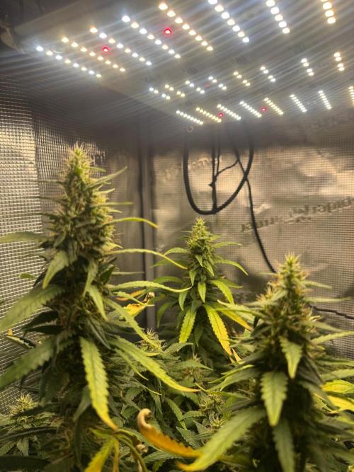 LSD Zamnesia Organic Grow. Week 19 - Fat fucks