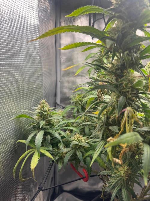 LSD Zamnesia Organic Grow. Week 19