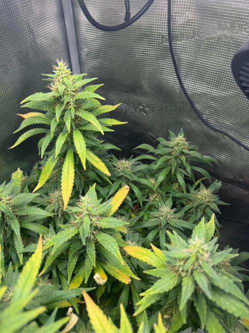 LSD Zamnesia Organic Grow. Week 19
