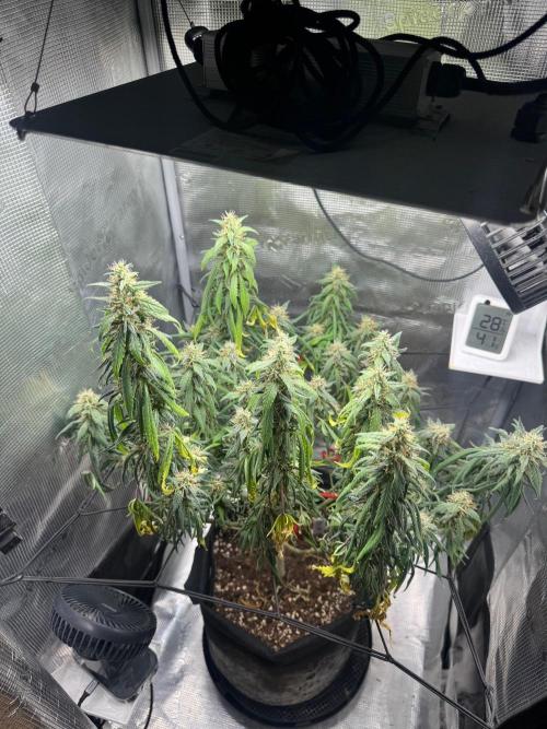 LSD . Week 19