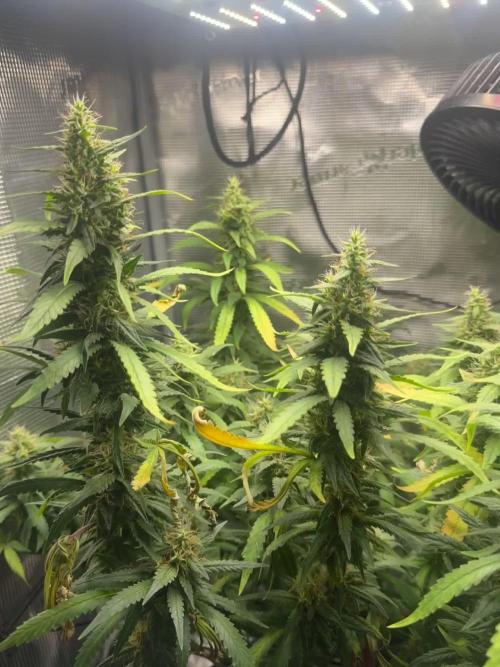 LSD Zamnesia Organic Grow