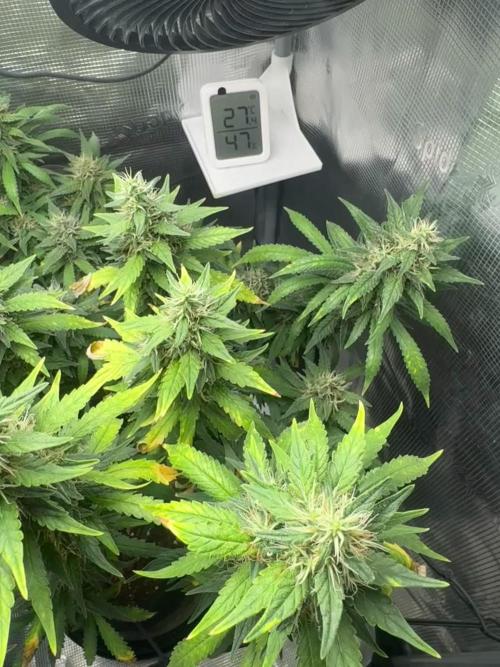 LSD Zamnesia Organic Grow