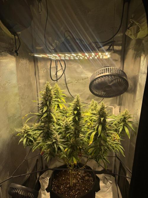 LSD Zamnesia Organic Grow. Week 20