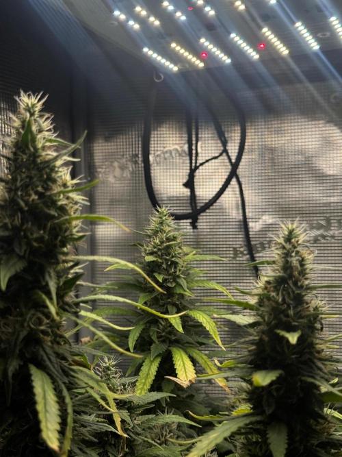 LSD Zamnesia Organic Grow. Week 20