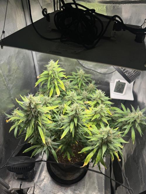 LSD Zamnesia Organic Grow. Week 20