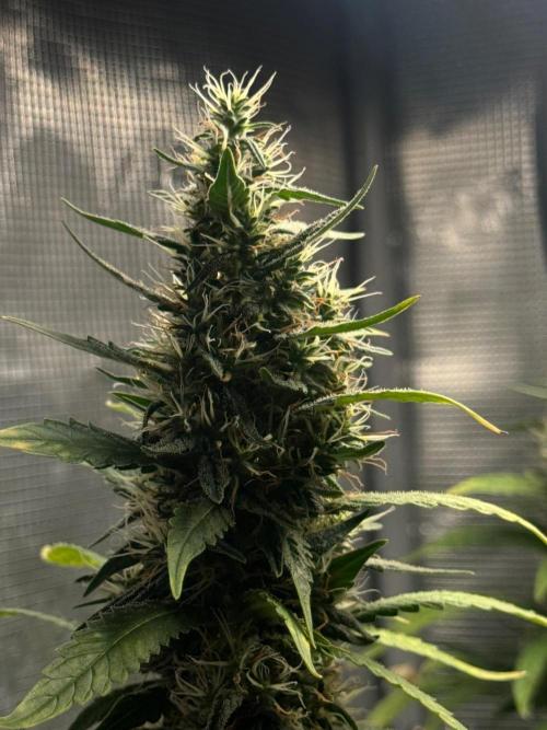 LSD Zamnesia Organic Grow. Week 20