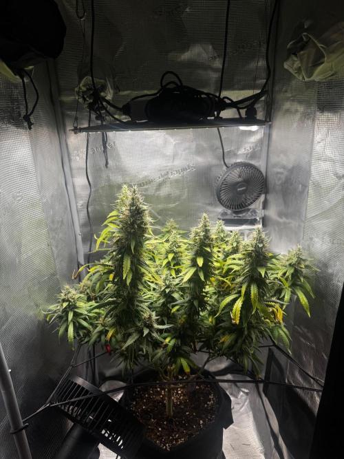LSD Zamnesia Organic Grow. Week 21