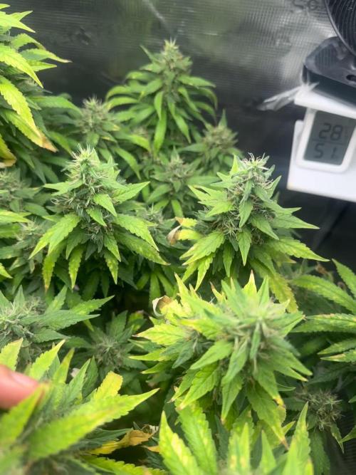 LSD Zamnesia Organic Grow